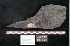 Foto (Objekt + Etikett) von Dioonites permaeformis Schenk (NHMW-GEO-2024-0188-10642)